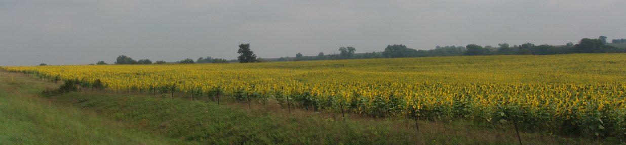 Fields of Sunflowers found around Washington, Kansas