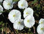 Field Bindweed