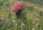 Bull Thistle