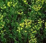 Leafy Spurge
